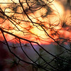 SmugMug > keywords > blue > Precious Hearts photo