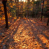 SmugMug > keywords > blue > Precious Hearts photo